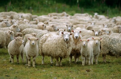 ovelhas2